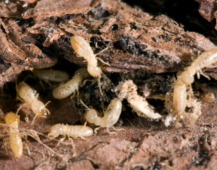 Termites infesting wood found during building pest inspection